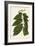Leaf Varieties III-Vision Studio-Framed Art Print