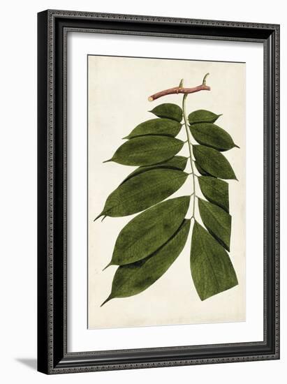 Leaf Varieties III-Vision Studio-Framed Art Print