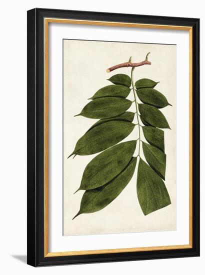 Leaf Varieties III-Vision Studio-Framed Art Print