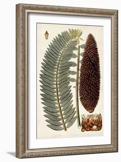 Leaf Varieties IV-Vision Studio-Framed Art Print