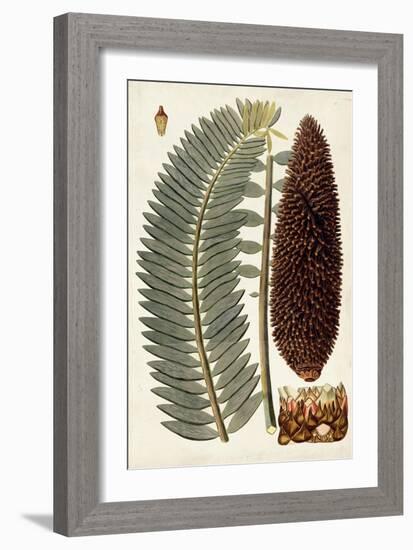 Leaf Varieties IV-Vision Studio-Framed Art Print