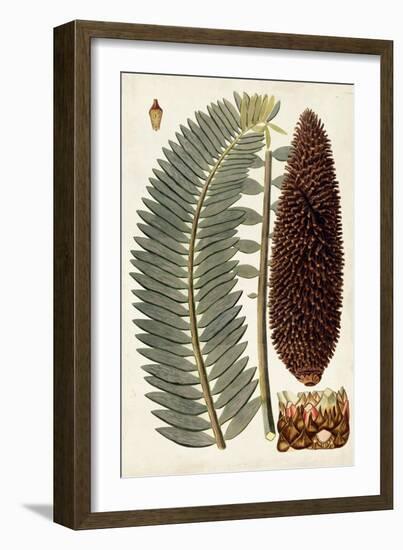 Leaf Varieties IV-Vision Studio-Framed Art Print