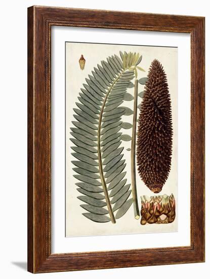 Leaf Varieties IV-Vision Studio-Framed Art Print