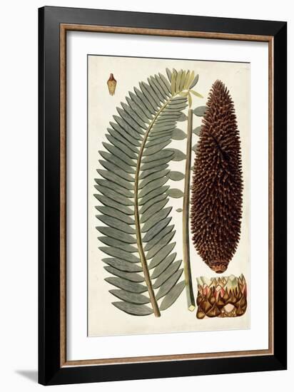 Leaf Varieties IV-Vision Studio-Framed Art Print