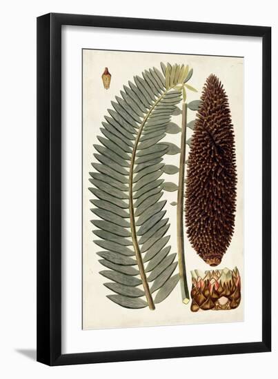 Leaf Varieties IV-Vision Studio-Framed Art Print