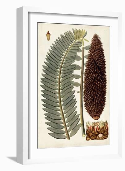 Leaf Varieties IV-Vision Studio-Framed Art Print