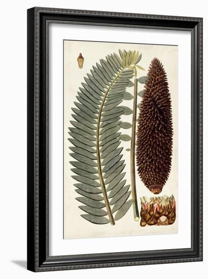 Leaf Varieties IV-Vision Studio-Framed Art Print