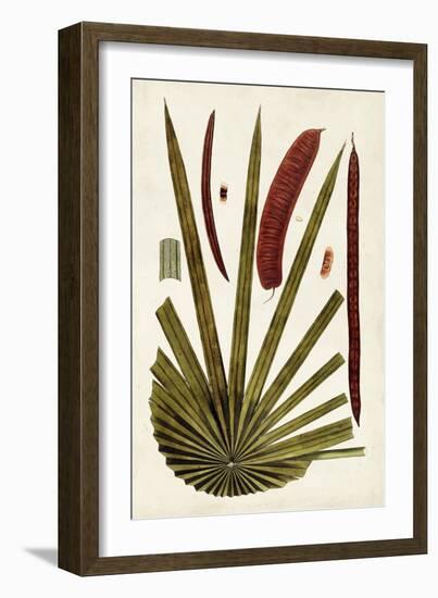 Leaf Varieties VI-Vision Studio-Framed Art Print