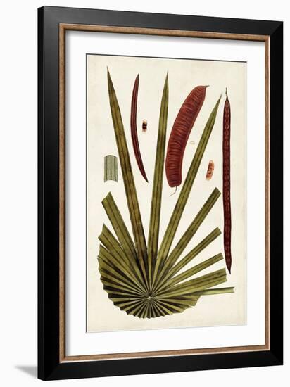 Leaf Varieties VI-Vision Studio-Framed Art Print