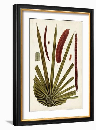 Leaf Varieties VI-Vision Studio-Framed Art Print