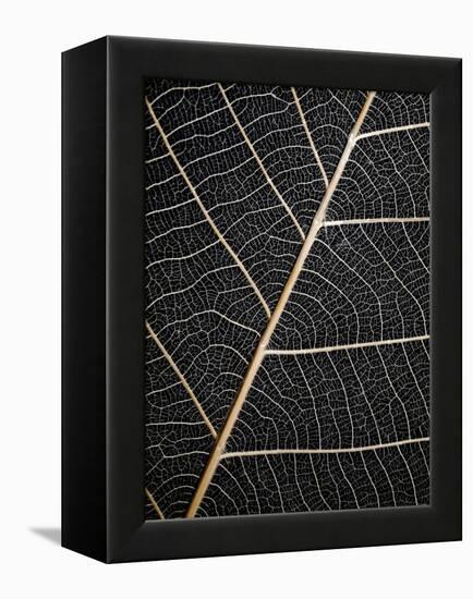 Leaf Veins-Design Fabrikken-Framed Premier Image Canvas