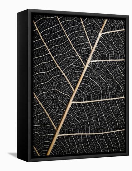 Leaf Veins-Design Fabrikken-Framed Premier Image Canvas