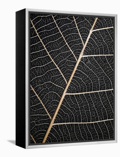 Leaf Veins-Design Fabrikken-Framed Premier Image Canvas