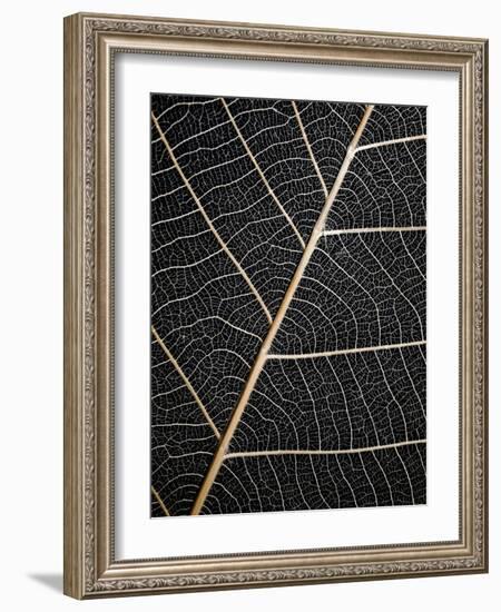 Leaf Veins-Design Fabrikken-Framed Photographic Print