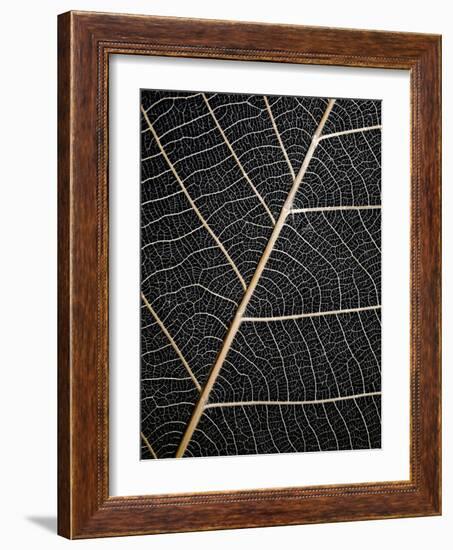 Leaf Veins-Design Fabrikken-Framed Photographic Print