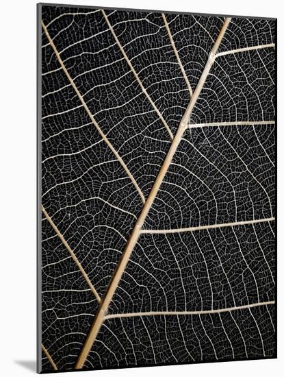 Leaf Veins-Design Fabrikken-Mounted Photographic Print