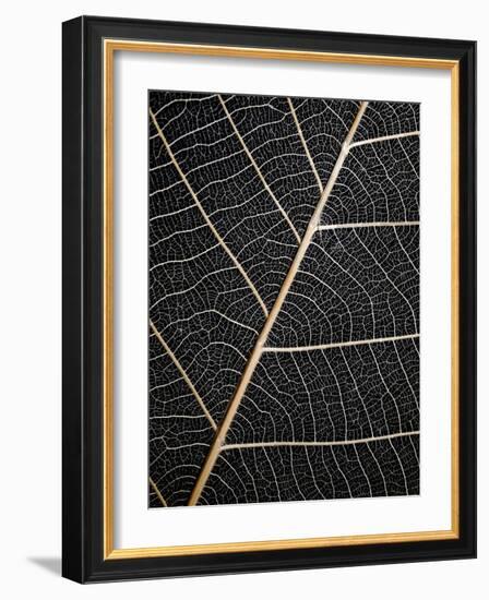 Leaf Veins-Design Fabrikken-Framed Photographic Print