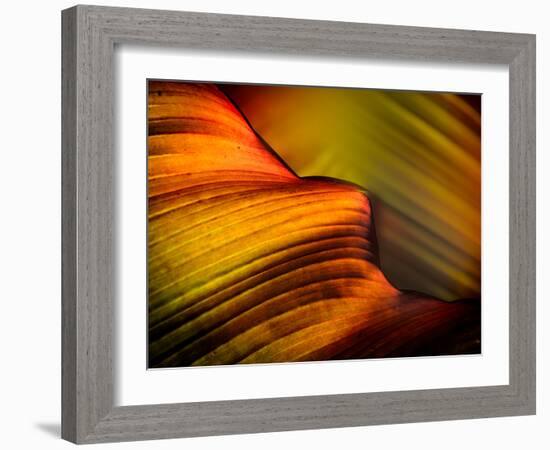 Leaf-Ursula Abresch-Framed Photographic Print