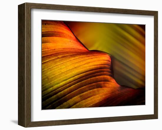 Leaf-Ursula Abresch-Framed Photographic Print