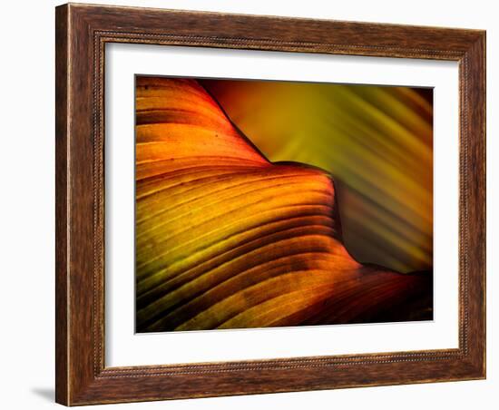 Leaf-Ursula Abresch-Framed Photographic Print