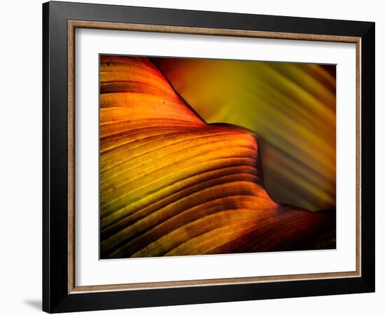 Leaf-Ursula Abresch-Framed Photographic Print