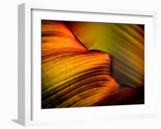 Leaf-Ursula Abresch-Framed Photographic Print