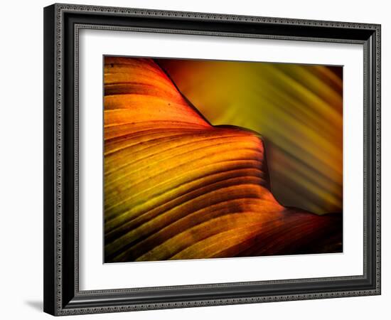 Leaf-Ursula Abresch-Framed Photographic Print