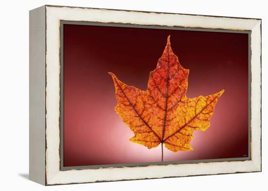 Leaf-Gordon Semmens-Framed Premier Image Canvas