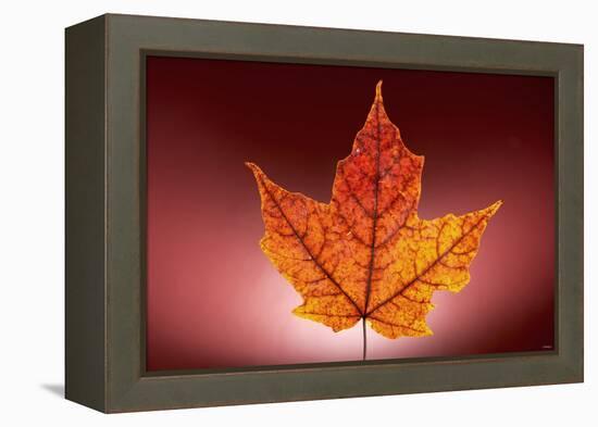 Leaf-Gordon Semmens-Framed Premier Image Canvas