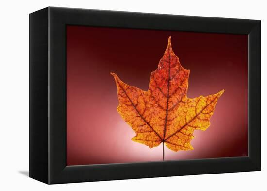 Leaf-Gordon Semmens-Framed Premier Image Canvas