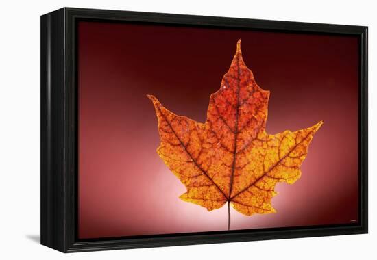 Leaf-Gordon Semmens-Framed Premier Image Canvas