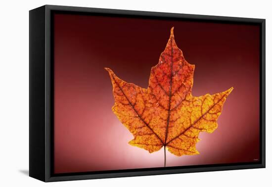 Leaf-Gordon Semmens-Framed Premier Image Canvas