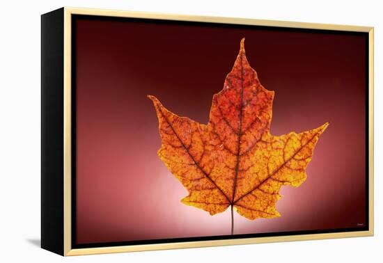 Leaf-Gordon Semmens-Framed Premier Image Canvas