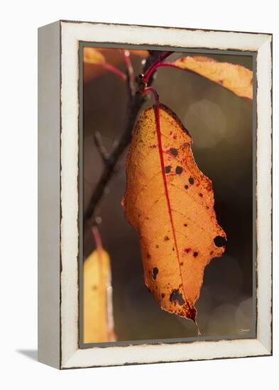 Leaf-Gordon Semmens-Framed Premier Image Canvas