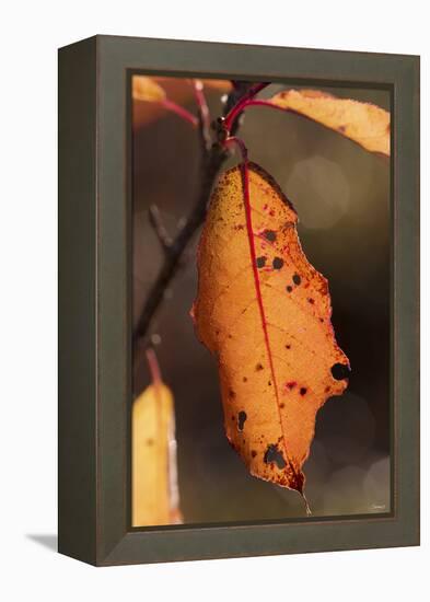 Leaf-Gordon Semmens-Framed Premier Image Canvas