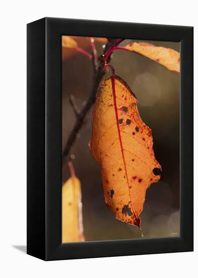 Leaf-Gordon Semmens-Framed Premier Image Canvas