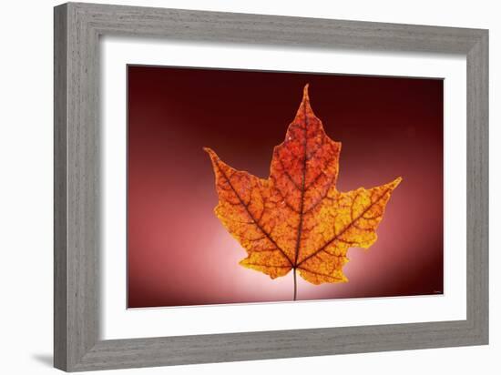 Leaf-Gordon Semmens-Framed Photographic Print