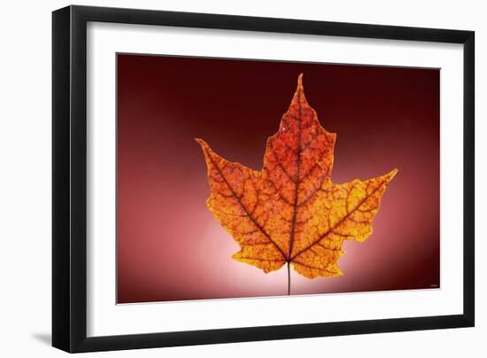 Leaf-Gordon Semmens-Framed Photographic Print