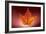 Leaf-Gordon Semmens-Framed Photographic Print