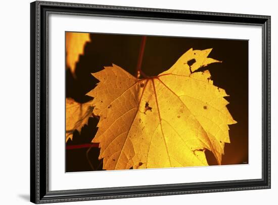 Leaf-Gordon Semmens-Framed Photographic Print