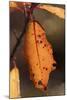 Leaf-Gordon Semmens-Mounted Photographic Print