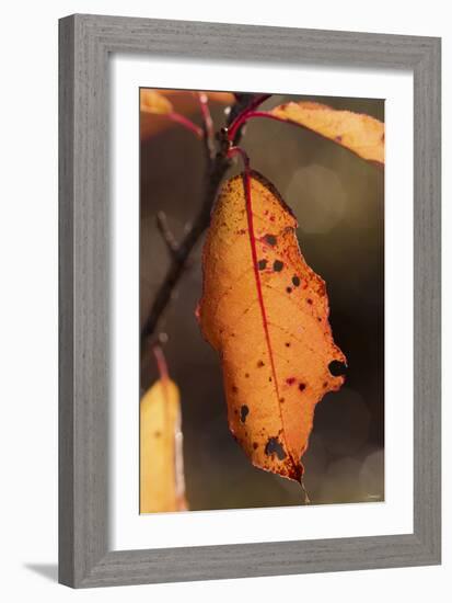 Leaf-Gordon Semmens-Framed Photographic Print