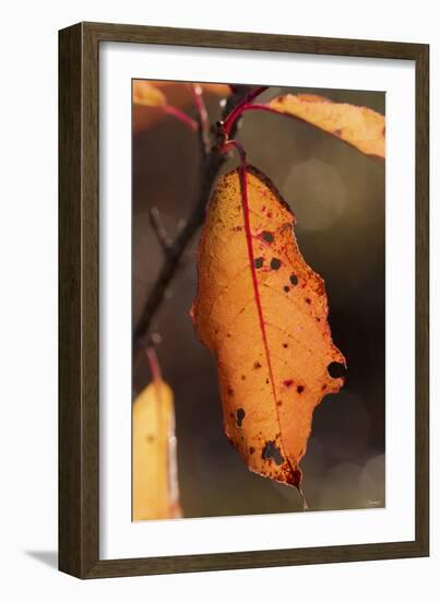 Leaf-Gordon Semmens-Framed Photographic Print