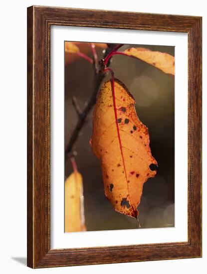 Leaf-Gordon Semmens-Framed Photographic Print