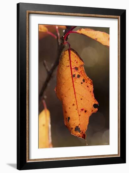 Leaf-Gordon Semmens-Framed Photographic Print