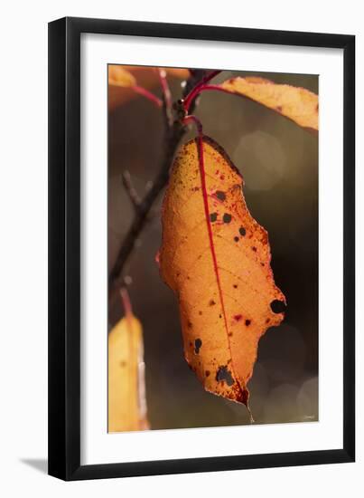 Leaf-Gordon Semmens-Framed Photographic Print