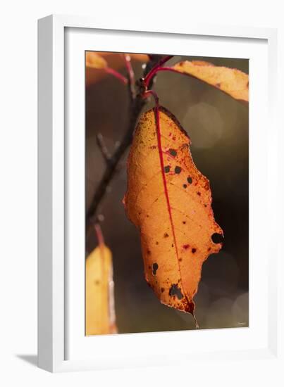 Leaf-Gordon Semmens-Framed Photographic Print