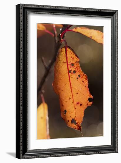 Leaf-Gordon Semmens-Framed Photographic Print