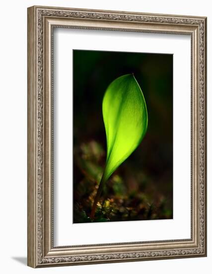 Leaf-Ursula Abresch-Framed Photographic Print