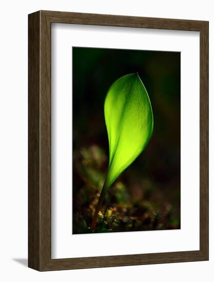 Leaf-Ursula Abresch-Framed Photographic Print